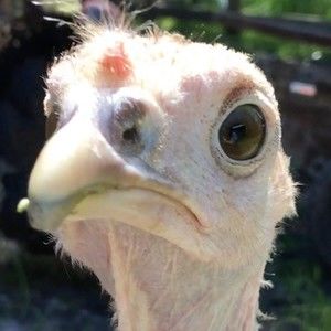 Meet your Posher, Dj